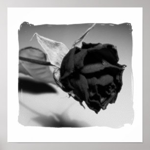 Póster Fotografía de Rosa Seca - Blanco y Negro