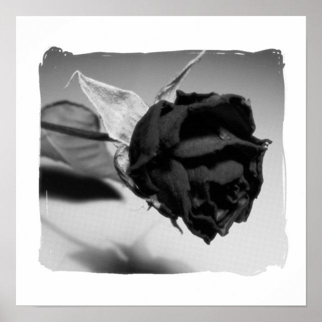 Póster Fotografía de Rosa Seca - Blanco y Negro (Frente)