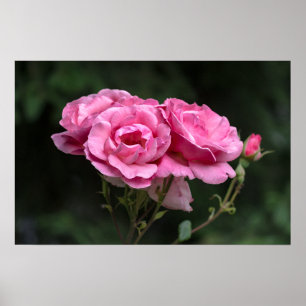 Póster Fotografía de rosas rosadas en cartel