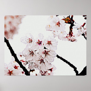PÓSTER FOTOGRAFÍA DE SAKURA