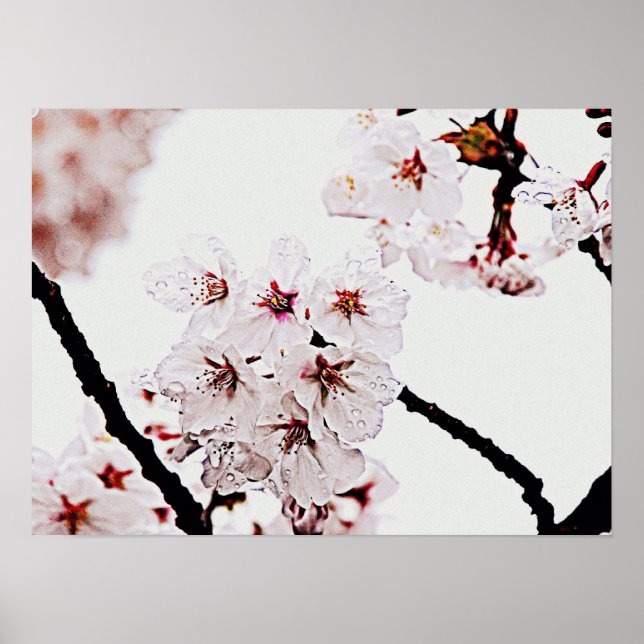 PÓSTER FOTOGRAFÍA DE SAKURA (Frente)