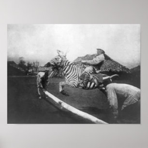 Póster Fotografía de salto de la cerca de la cebra del