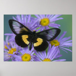 Póster Fotografía de Sammamish Washington de Mariposa