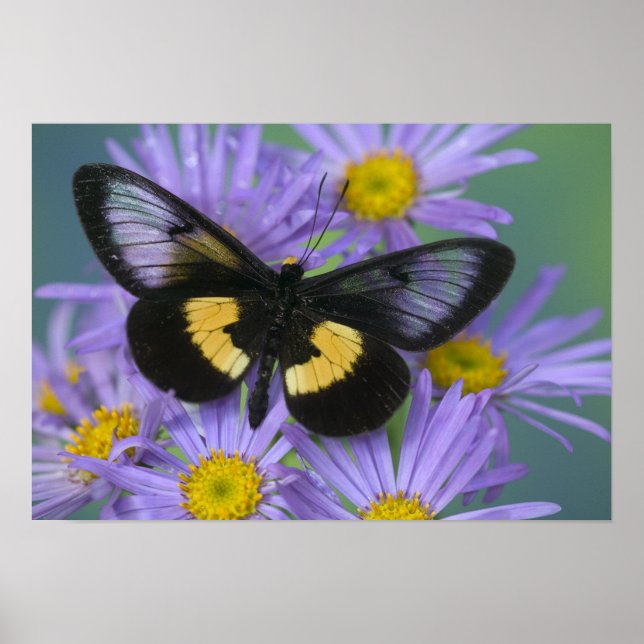 Póster Fotografía de Sammamish Washington de Mariposa (Frente)