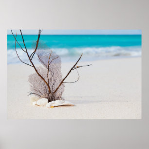 Póster Fotografía de Seashells en una playa de arena