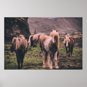 PÓSTER FOTOGRAFÍA DE SHALLOW FOCUS DE CABALLOS