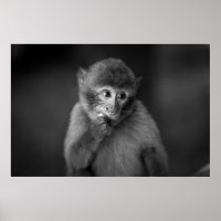 FOTOGRAFÍA DE SHALLOW FOCUS DE MONO NEGRO