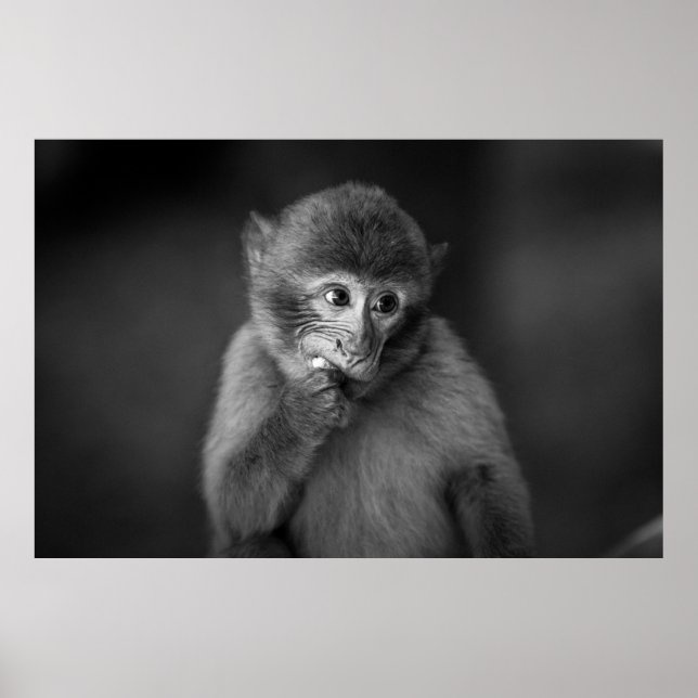 PÓSTER FOTOGRAFÍA DE SHALLOW FOCUS DE MONO NEGRO (Frente)