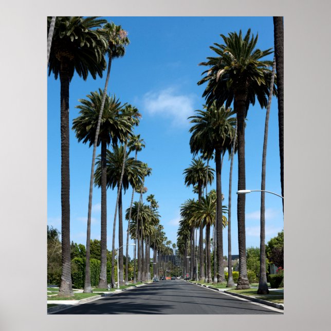 Póster Fotografía de Tall California Palm Trees (Frente)