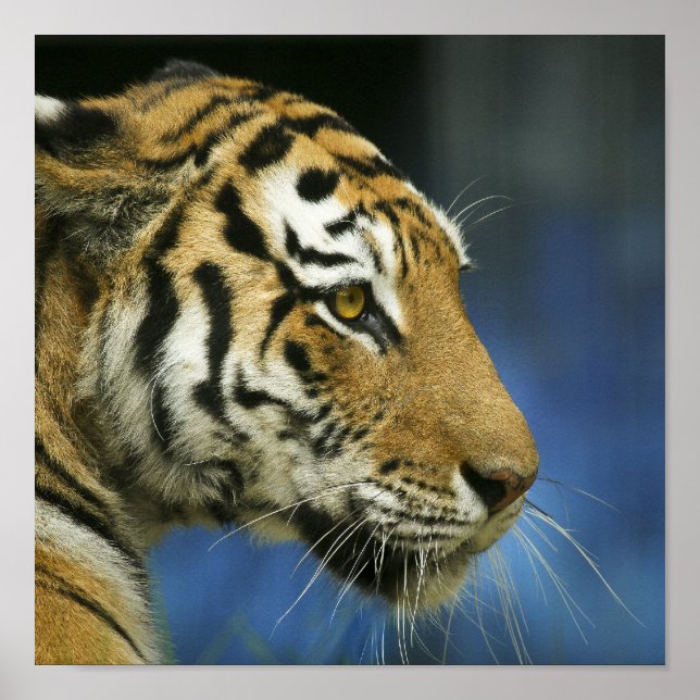 Póster Fotografía de Tiger CloseUp en las calles laterale (Frente)