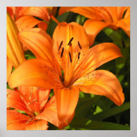 Fotografía de Tiger Lilies