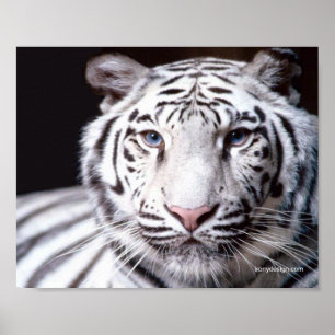 Póster Fotografía de Tigre de Bengala Blanco