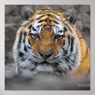 Póster Fotografía de Tigre Siberiano