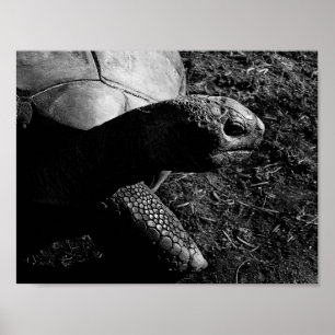 Póster Fotografía de tortuga en blanco y negro