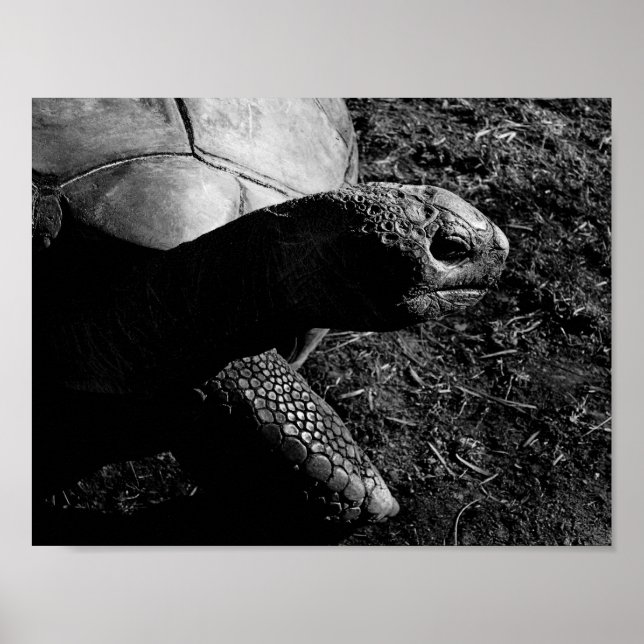 Póster Fotografía de tortuga en blanco y negro (Frente)