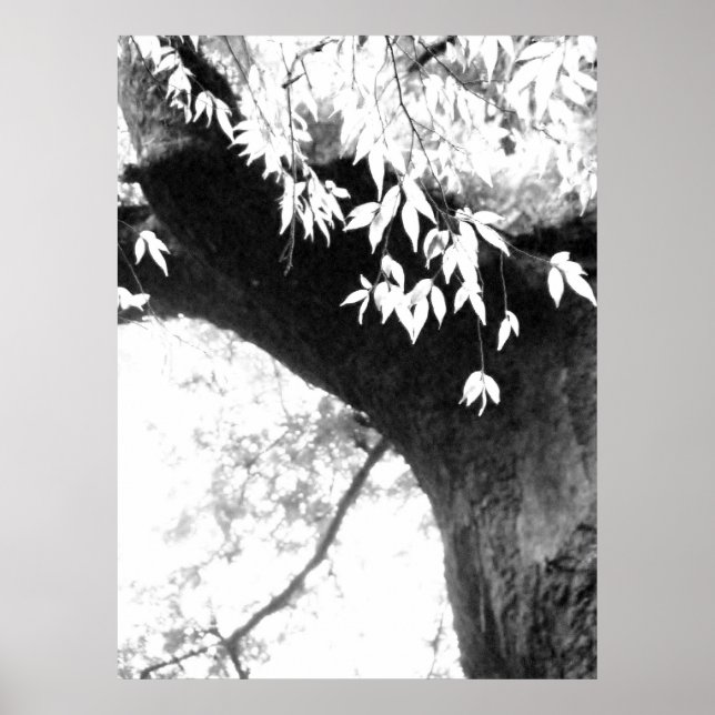 Póster Fotografía de Tree l Still Nature (Frente)