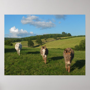Póster Fotografía de tres burros en un campo