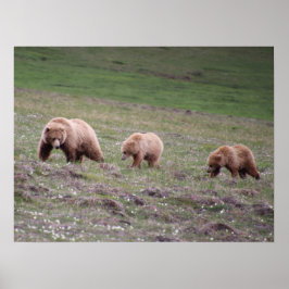 Póster Fotografía de tres osos