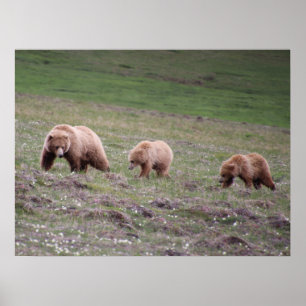 Póster Fotografía de tres osos