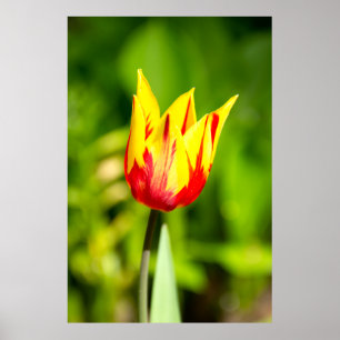 Póster Fotografía de tulipán amarillo-rojo brillante