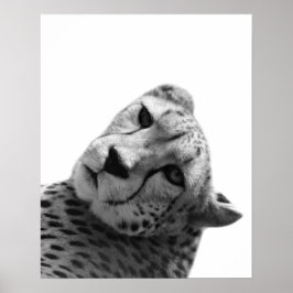 Póster Fotografía de un animal de la selva leopardo de ch