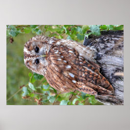 Póster Fotografía de un búho