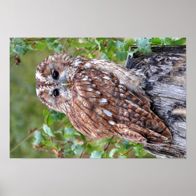 Póster Fotografía de un búho (Frente)