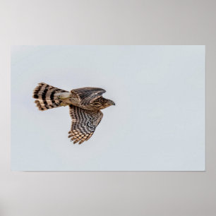 Póster Fotografía de un Gavilán Gorrinegro volando