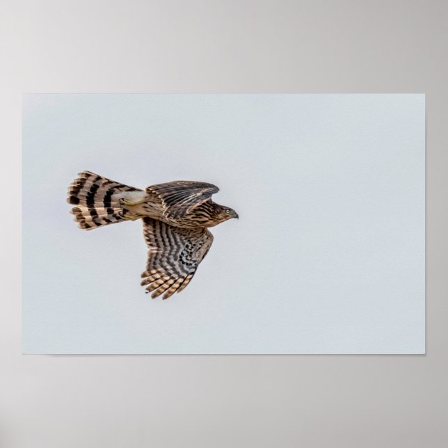 Póster Fotografía de un Gavilán Gorrinegro volando (Frente)