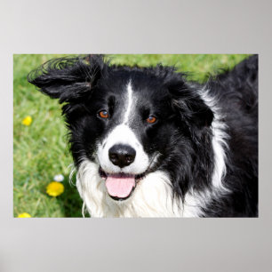Póster Fotografía de un perro feliz