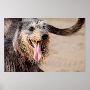 Póster Fotografía de un perro feliz en la playa