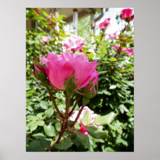 Póster Fotografía de una rosa rosa en flor