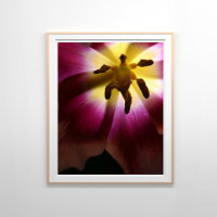 Fotografía de vida de tulipán rosado
