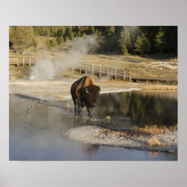 Póster Fotografía de vida silvestre Bison Yellowstone