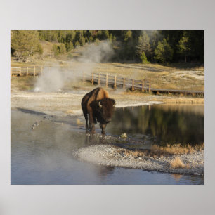 Póster Fotografía de vida silvestre Bison Yellowstone
