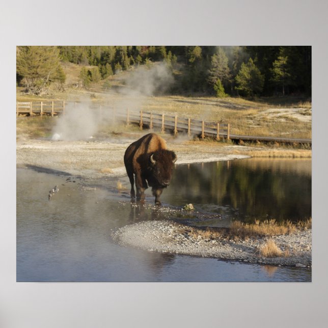 Póster Fotografía de vida silvestre Bison Yellowstone (Frente)