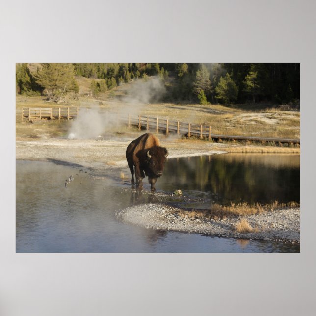 Póster Fotografía de vida silvestre Bison Yellowstone (Frente)