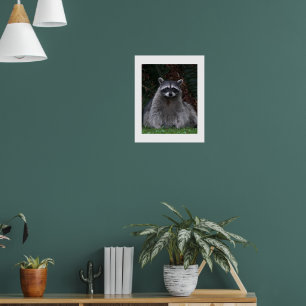 Póster Fotografía de Vida Silvestre Cute Forest Raccoon