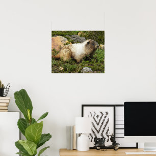 Póster Fotografía de vida silvestre de la marmota gris