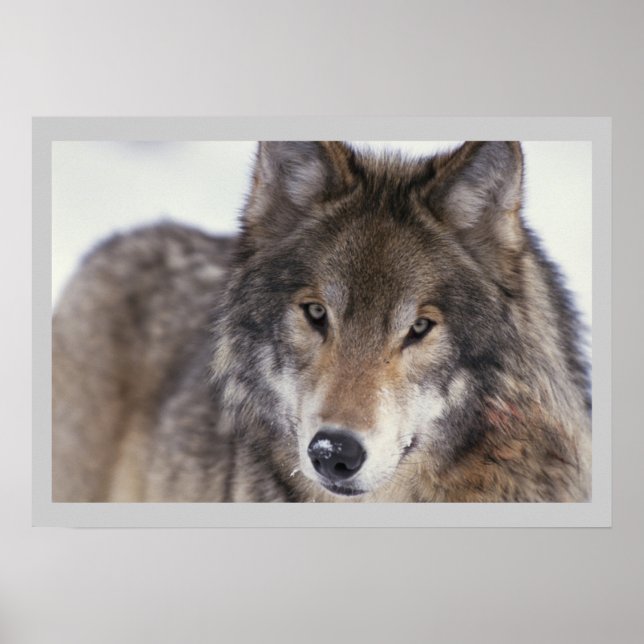 Póster Fotografía de vida silvestre Poster Lobo gris 18x2 (Frente)