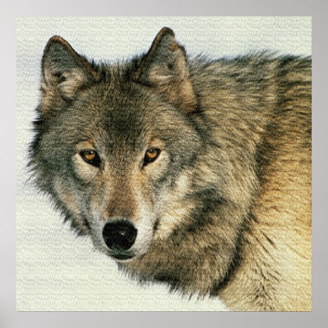 Póster Fotografía de vida silvestre Poster Lobo gris 24x2 (Frente)