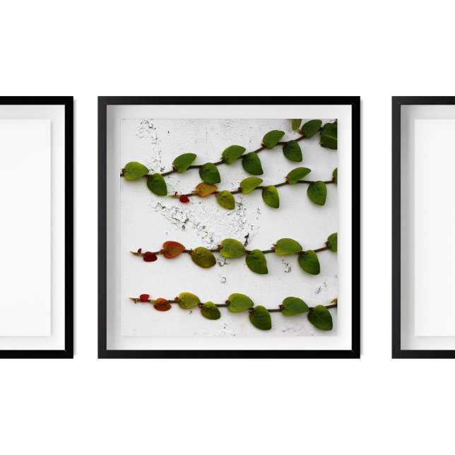 Póster Fotografía de Vine de Fig de Escalada (Subido por el creador)