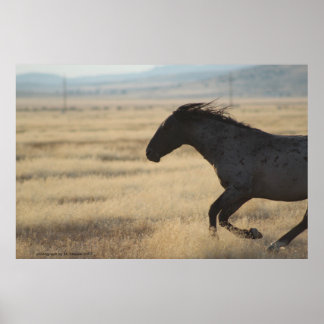 PÓSTER FOTOGRAFÍA DE WILD HORSE