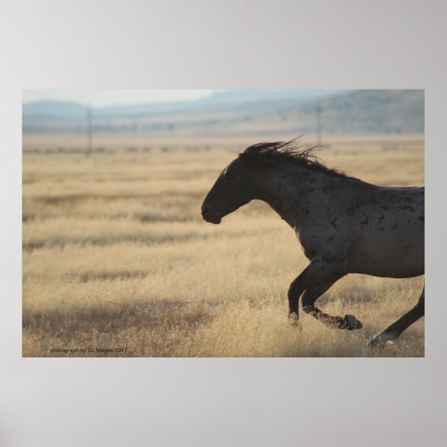 PÓSTER FOTOGRAFÍA DE WILD HORSE (Frente)