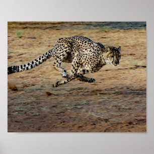 Póster Fotografía de Wildlife Cheetah Running