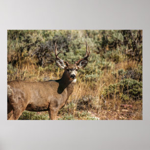 PÓSTER FOTOGRAFÍA DE WILDLIFE DE BROWN BUCK