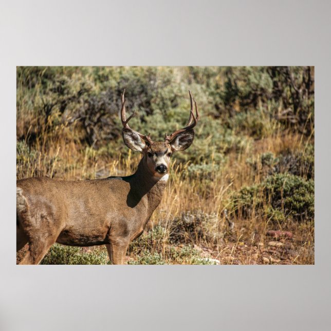 PÓSTER FOTOGRAFÍA DE WILDLIFE DE BROWN BUCK (Frente)