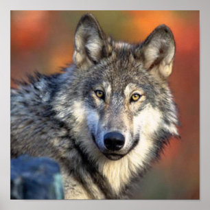 Póster Fotografía de Wolf