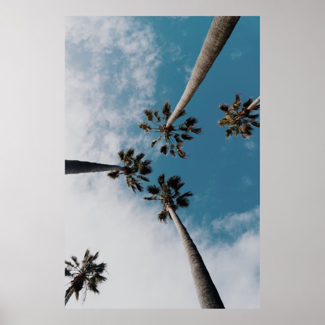 Póster Fotografía de Wormeview en cocoteros (Frente)