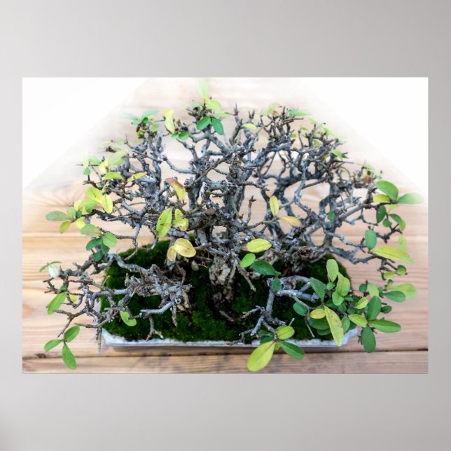 Póster Fotografía del árbol Bonsai Japonés (Frente)